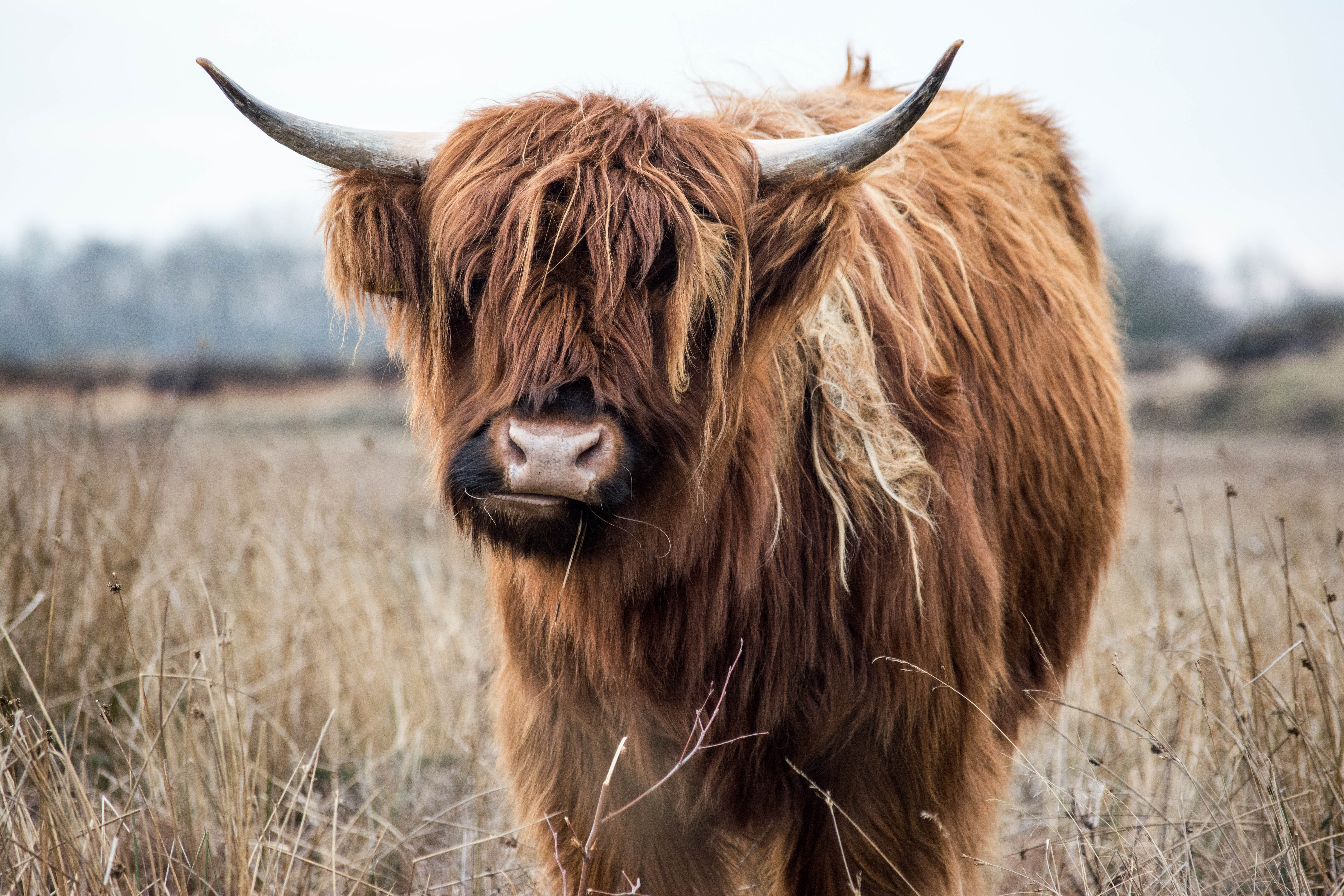 Yak